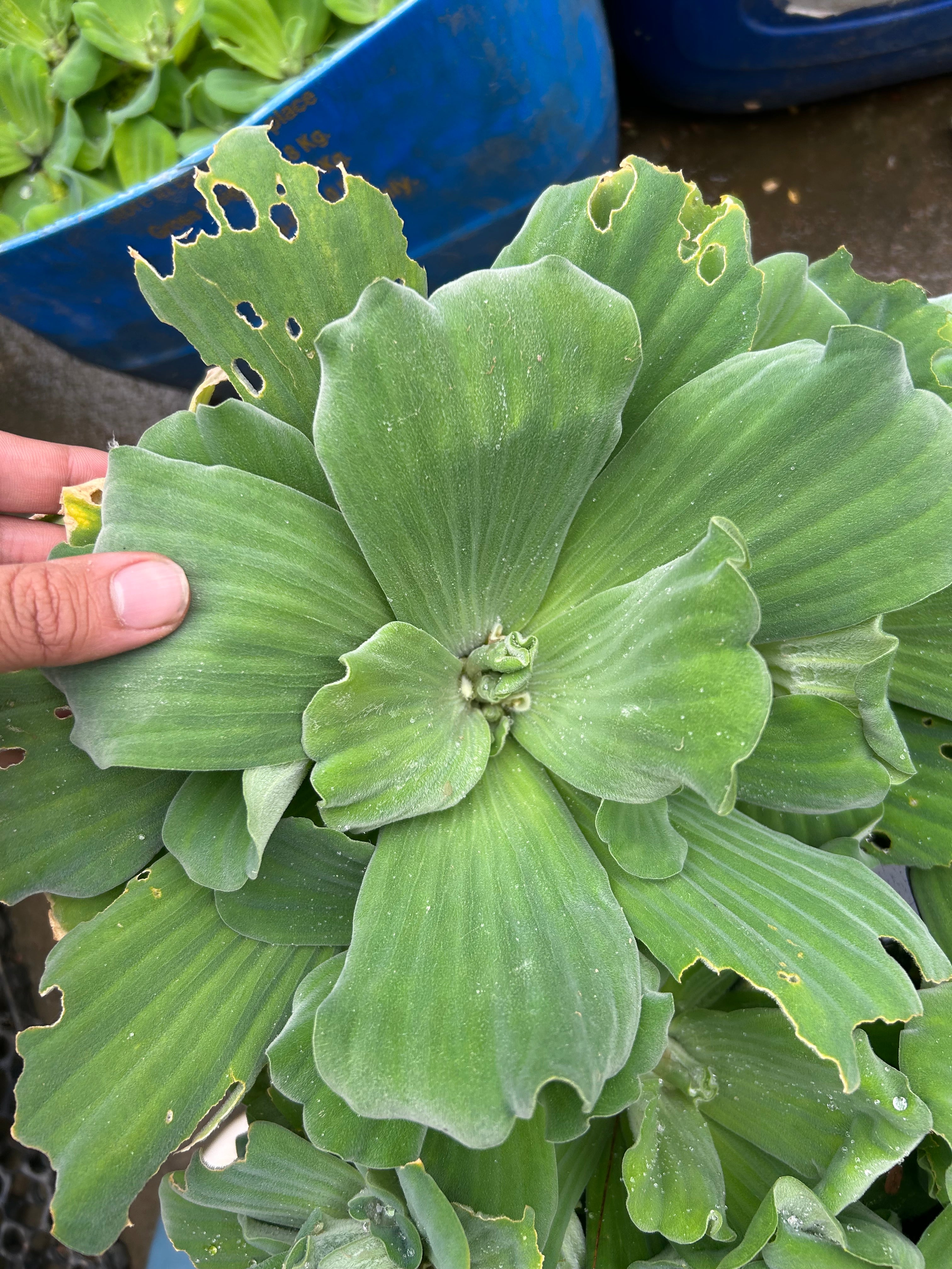 Water Lettuce - Mature Plant