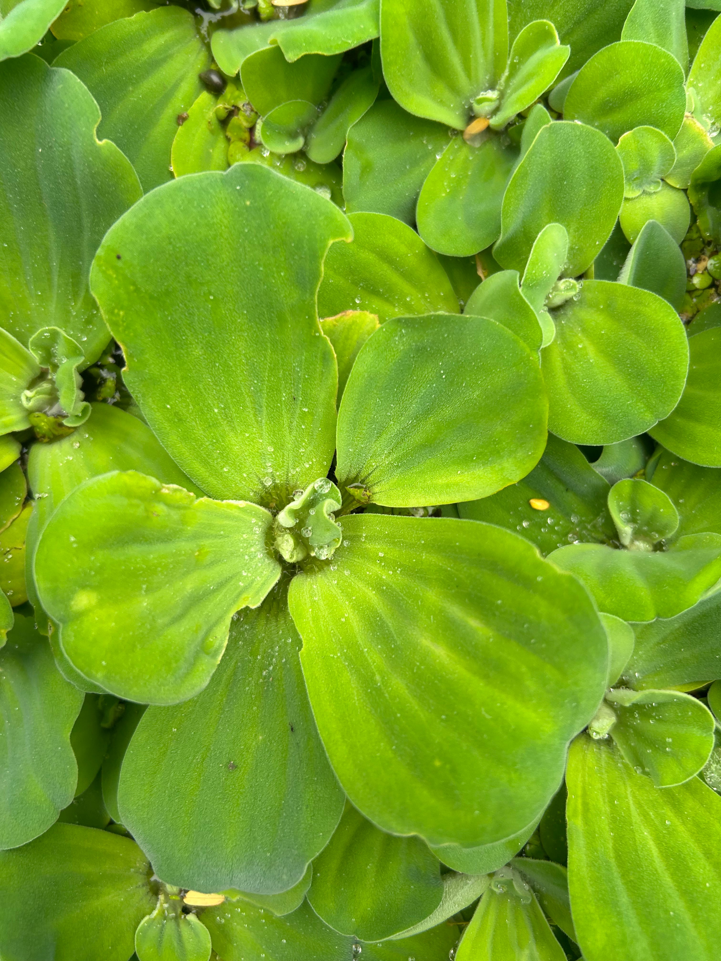 Water Lettuce - Mature Plant